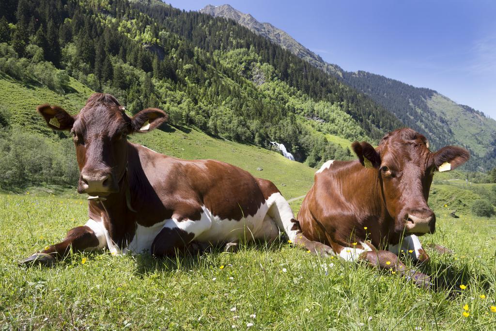 Hotel Garni Roesslhof Hollersbach im Pinzgau Esterno foto